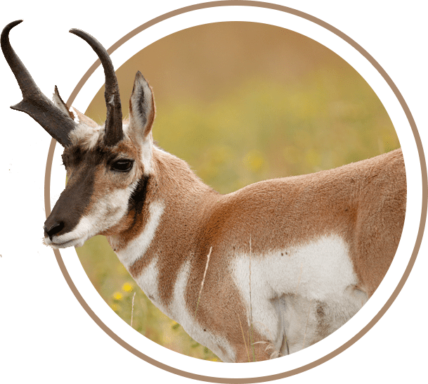Antelope